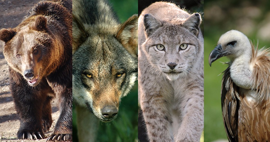 JournÃ©e 100% Carnivores de France