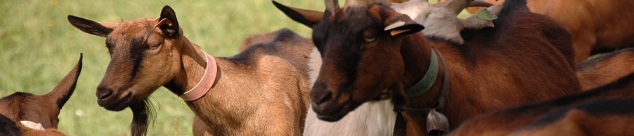 Ferme en fÃªte