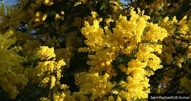 A la découverte du Mimosa autour de Saint-Raphaël