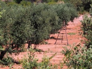 Le moulin Ã  huile d'olive Saint-Jean