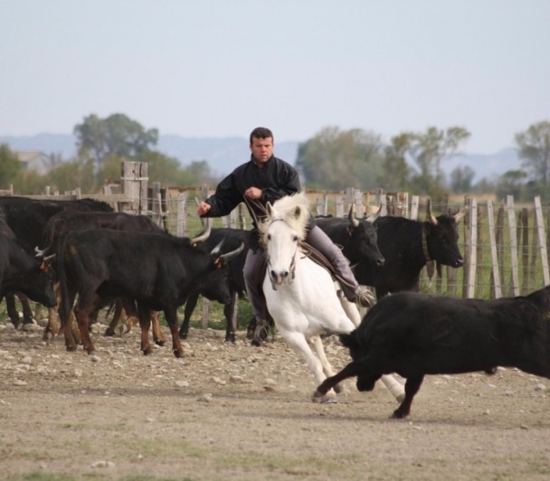 Animaux - Chevaux - Camargue - Gardians et Chevaux Camarguais - CPM