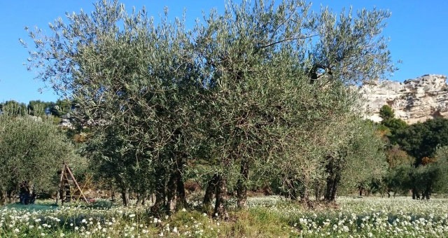 Les Baux de Provence en famille