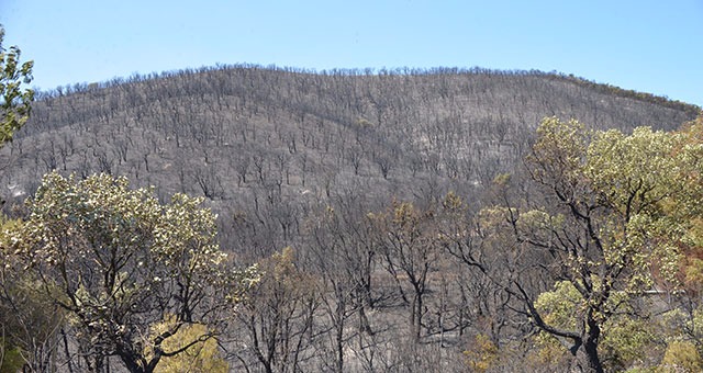 Incendies du Cap Taillat et Cap BÃ©nat : Â« Il n'y aura plus rien pendant au moins 10 Ã  20 ans Â»