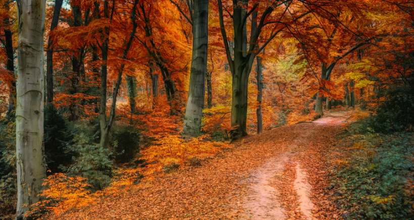 Traditions : Fêtes populaires pour célébrer l'arrivée de l'automne dans le Var et les Alpes Maritimes