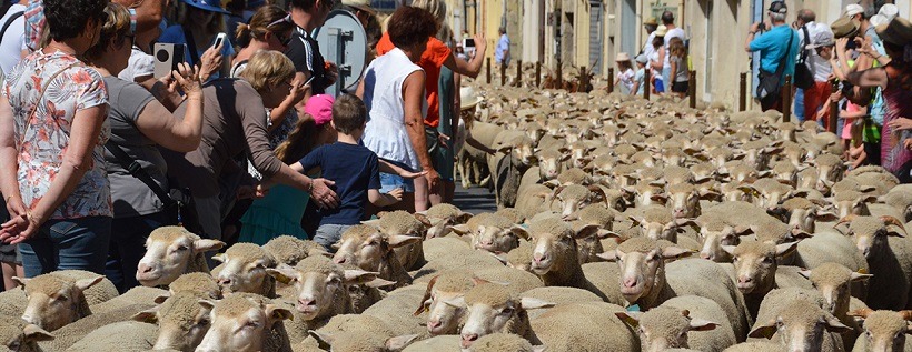 Transhumance et Floralies Ã  PÃ©lissane