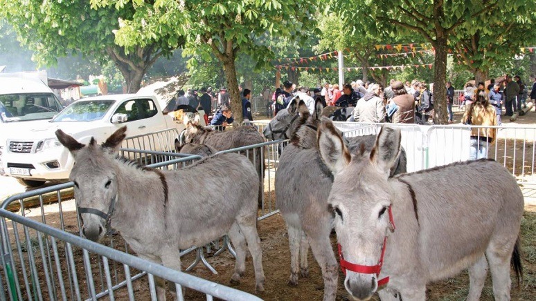 Fête de l'âne à Roquevaire