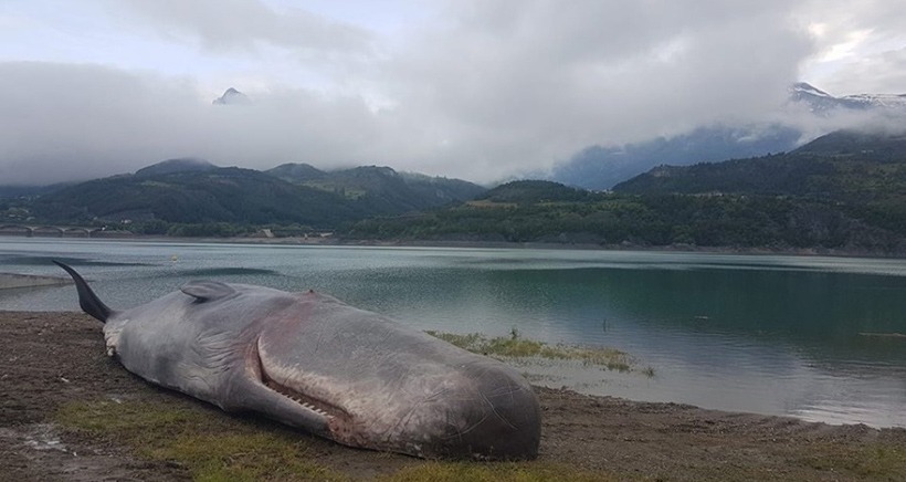 Une baleine échouée dans le lac de Serre Ponçon? L'incroyable canular d'artistes belges