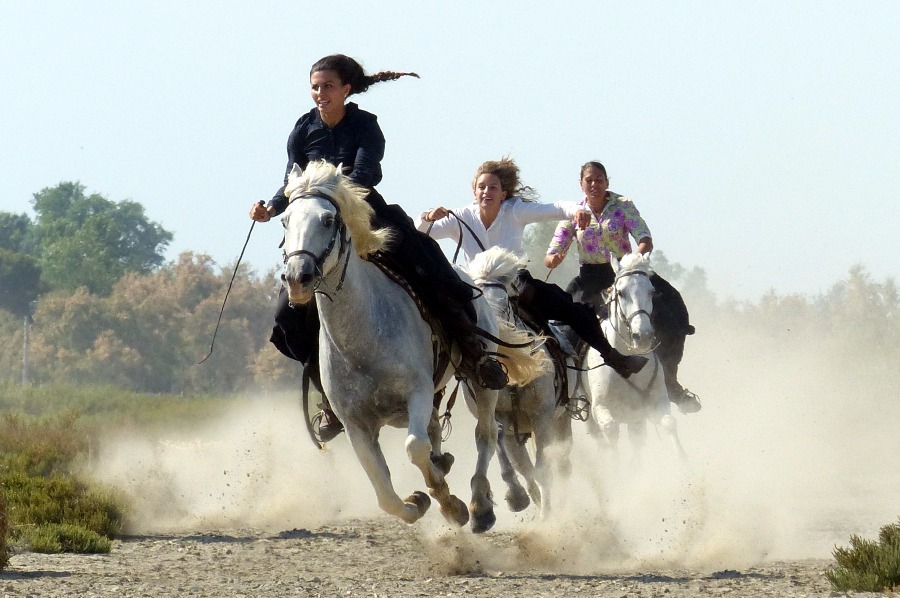 L'Ã©tÃ© au MusÃ©e de la Camargue