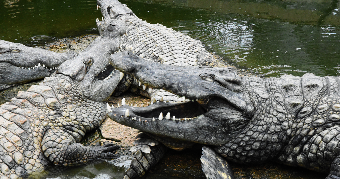 Direction la Ferme aux crocodiles