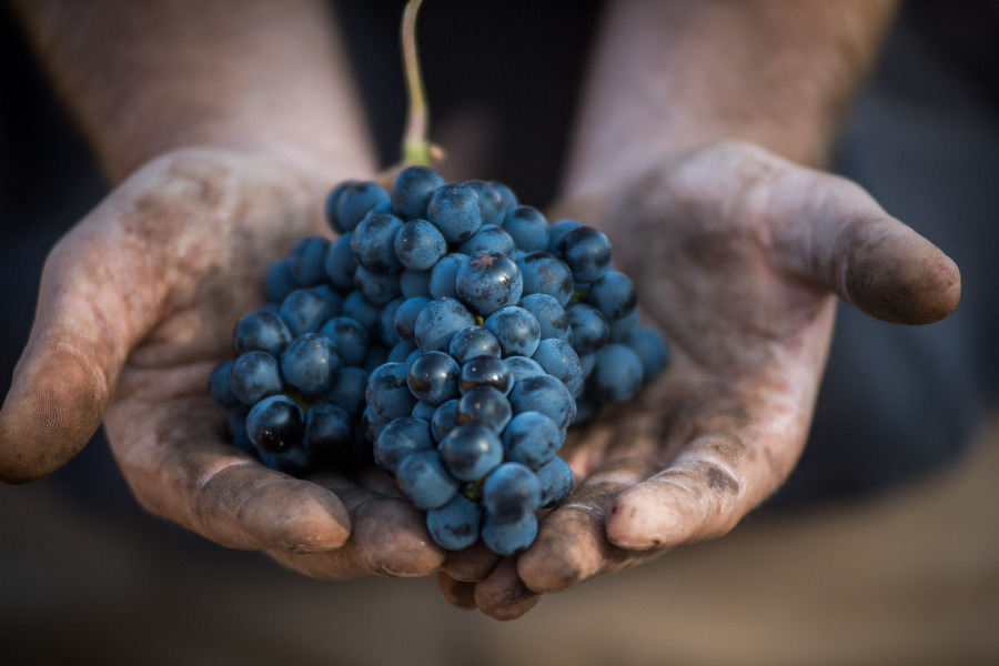 Journées Portes Ouvertes - Vendanges