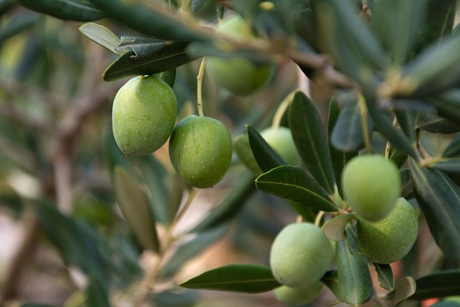 46e Fête des olives vertes