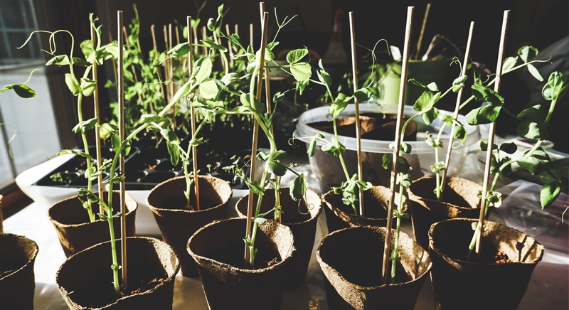 Jardinage : Où trouver des graines et des plantes à échanger à Marseille ?