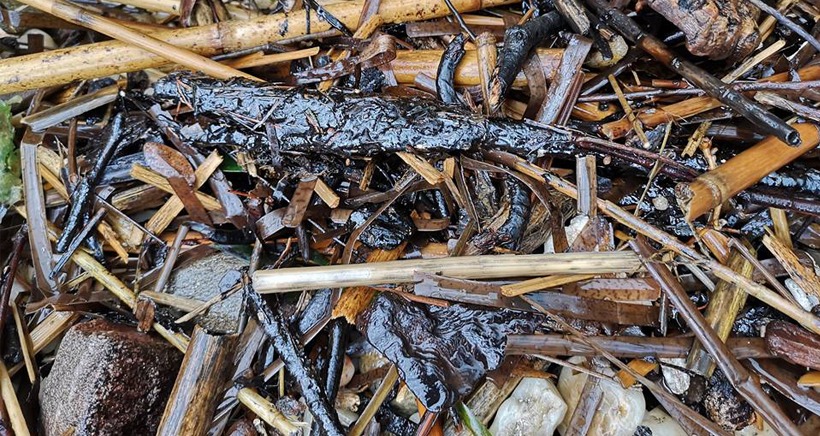 A son tour, Cavalaire est touchée par la pollution aux boulettes de pétrole