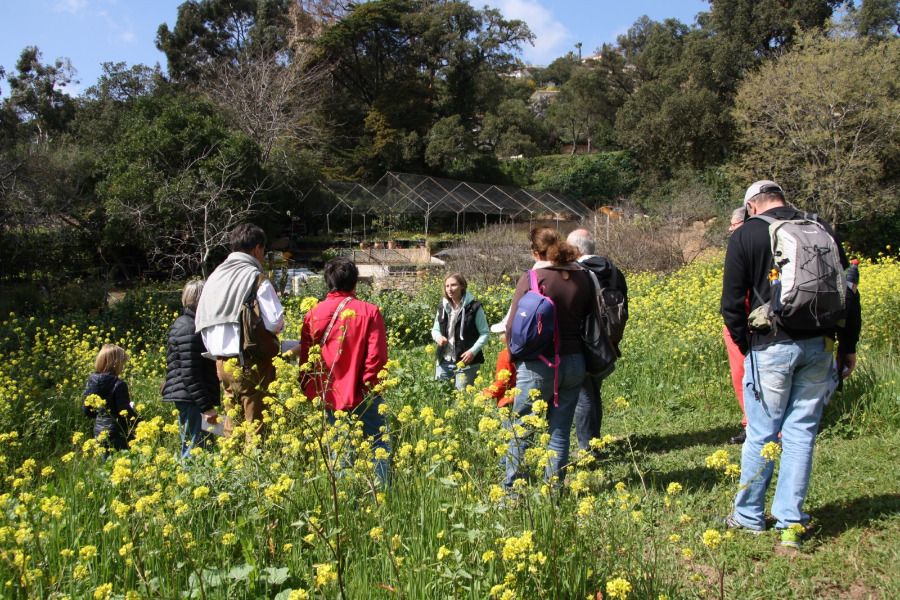 Visite thématique : Les plantes sauvages comestibles