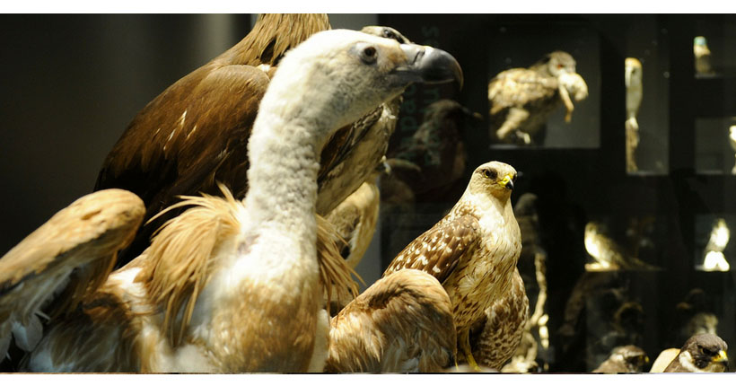 Visiter le Muséum d'Histoire Naturelle de Toulon