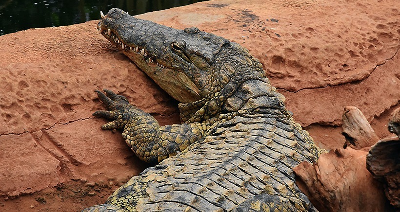 Pierrelatte : La ferme aux crocodiles fête la musique !