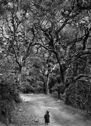 La mÃ©moire des arbres