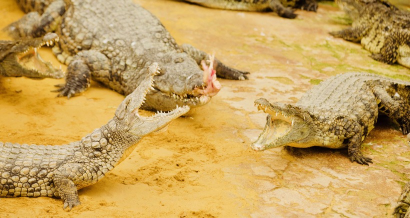 Rendez-vous en terre tropicale cet été à la Ferme aux Crocodiles