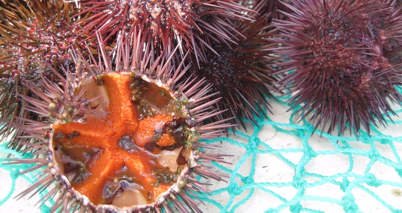 Oursins, loups, rascasses, poulpes, huîtres... avec Prendre la Mer