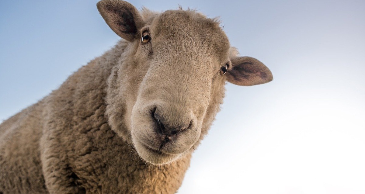 3000 moutons attendus dans le centre d'Istres ce dimanche pour le défilé de la Transhumance