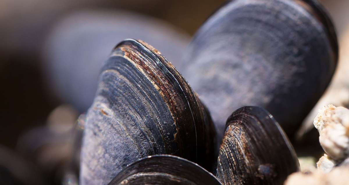 Attention: les coquillages provenant de la baie du Lazaret (Tamaris) sont impropres à la consommation