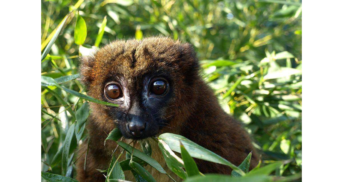 Les parcs zoologiques pourraient bientôt rouvrir dans la région