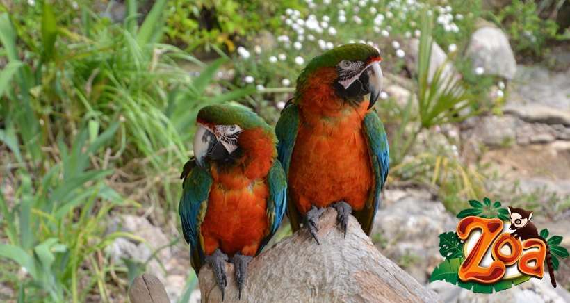 A Sanary et La Londe, les deux premiers parcs zoologiques rouvrent dans le Var