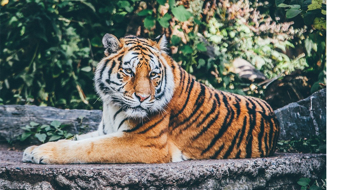 Le Zoo de la Barben, le Parc Zoa et le Zoo de Fréjus...sont ouverts