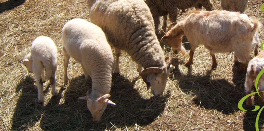 En famille: La ferme pédagogique de Figuerolles à Martigues