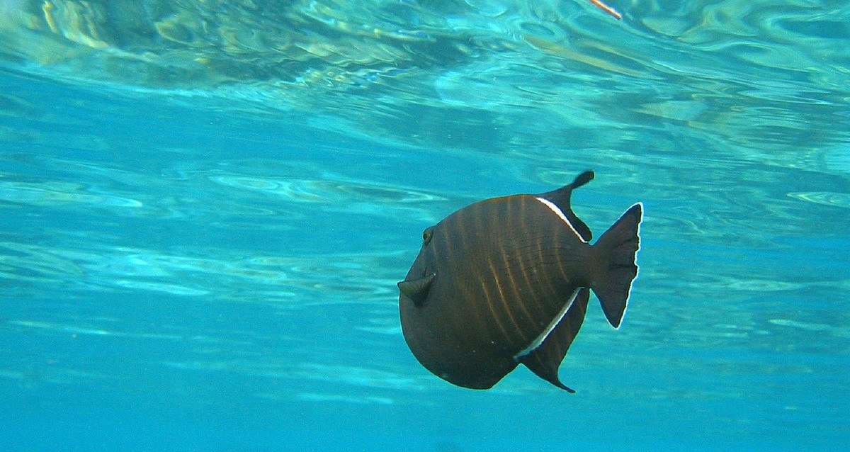 On connaît l'identité du terrible poisson croqueur de baigneurs