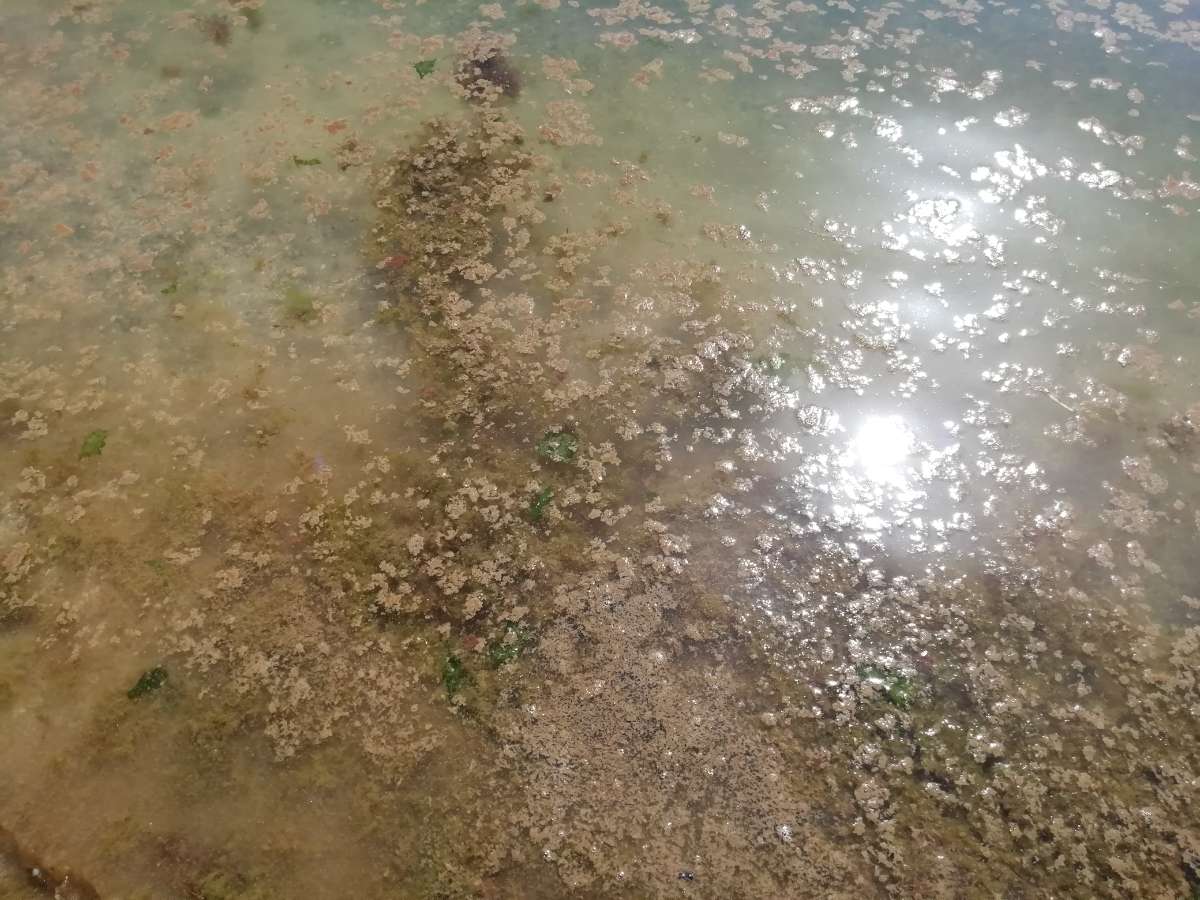Etang de Berre: Présence de nappes d'algue mais les résultats de la qualité des eaux sont bons