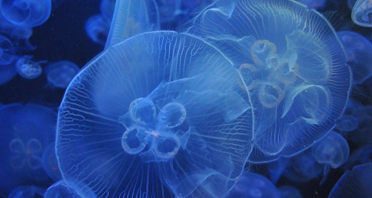 De Martigues au Golfe de St-Tropez, les méduses font leur grand retour sur les plages provençales