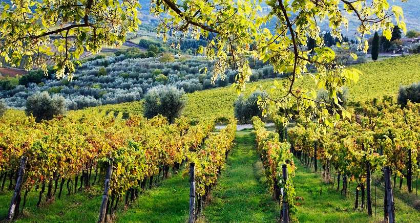 Agritourisme :5 fermes et domaines viticoles à visiter en PACA