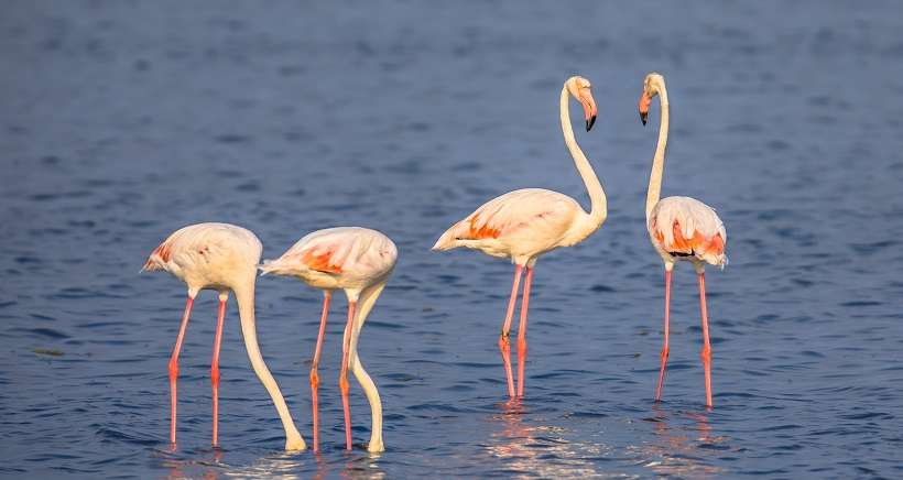 5 idées nature pour prendre l'air autour d'Arles