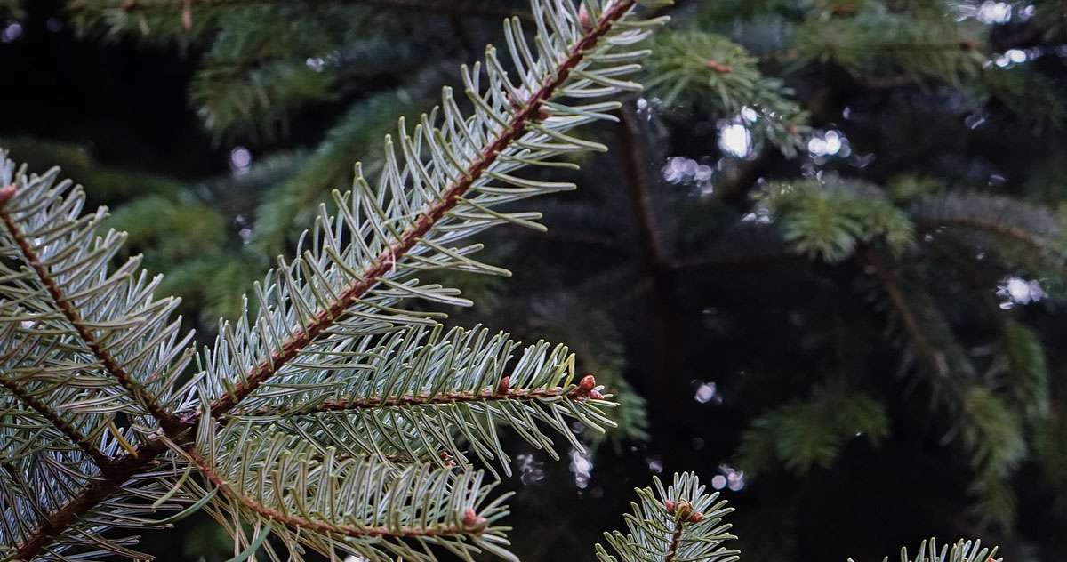 Il sera possible d'acheter son sapin de Noël dès vendredi