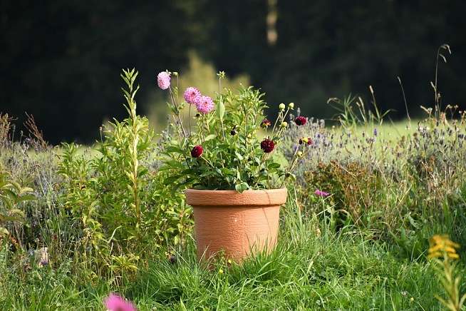 La foire aux plantes et à la biodiversité