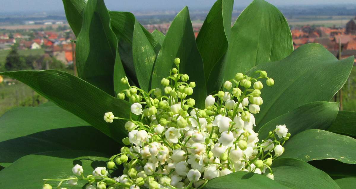 Vente du muguet: les conditions précisées pour 2021