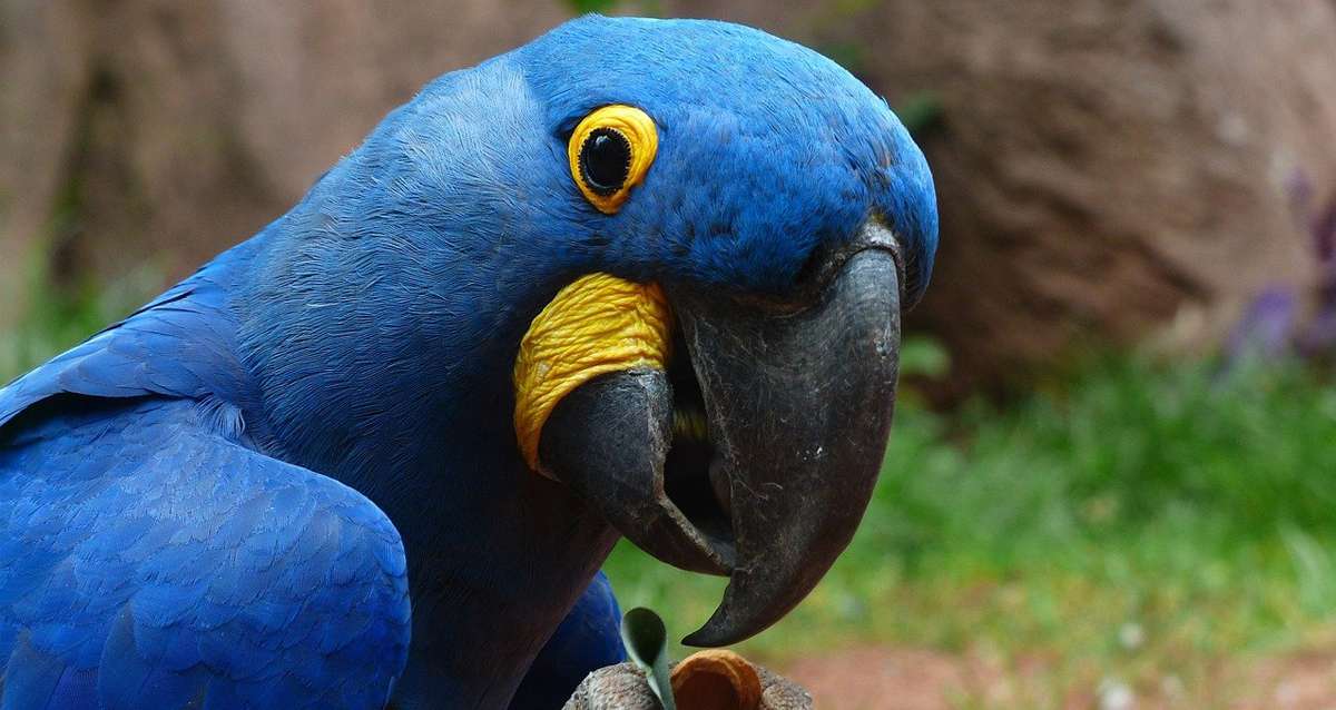 Les zoos et activités de plein air vont rouvrir le 19 mai, les parcs d'attraction le 9 juin