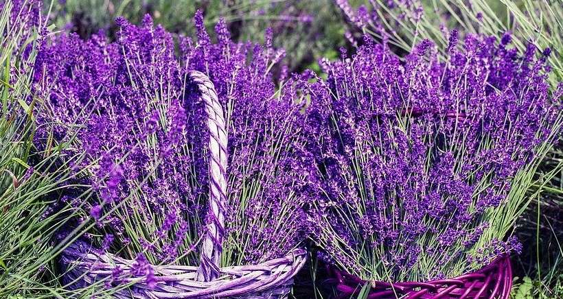 Les festivités de l'été - Lançon de provence