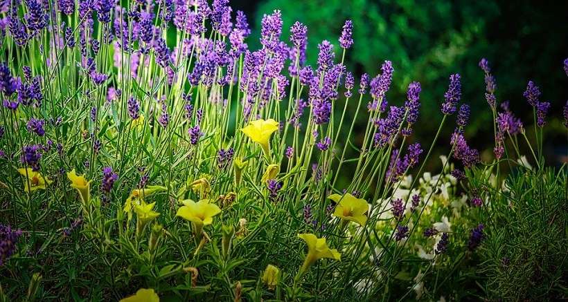 Les Festivités de l'été à Trets