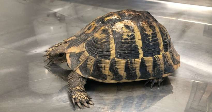 Incendie du Var : 55 tortues retrouvées vivantes 