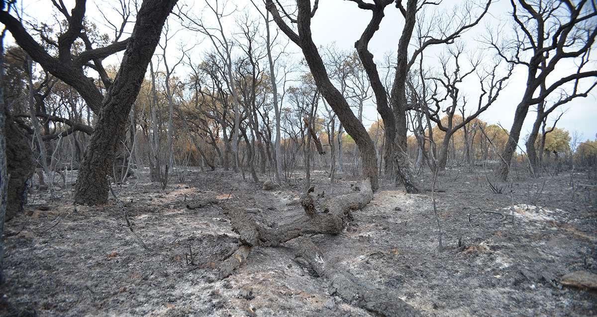 Comment la forêt des Maures peut-elle se remettre de l'incendie?