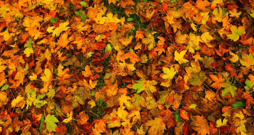 Foire d'automne de Trans en Provence