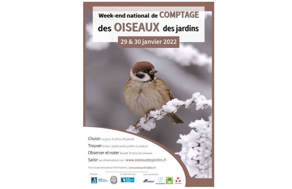 Ce week-end, comptez  les oiseaux 