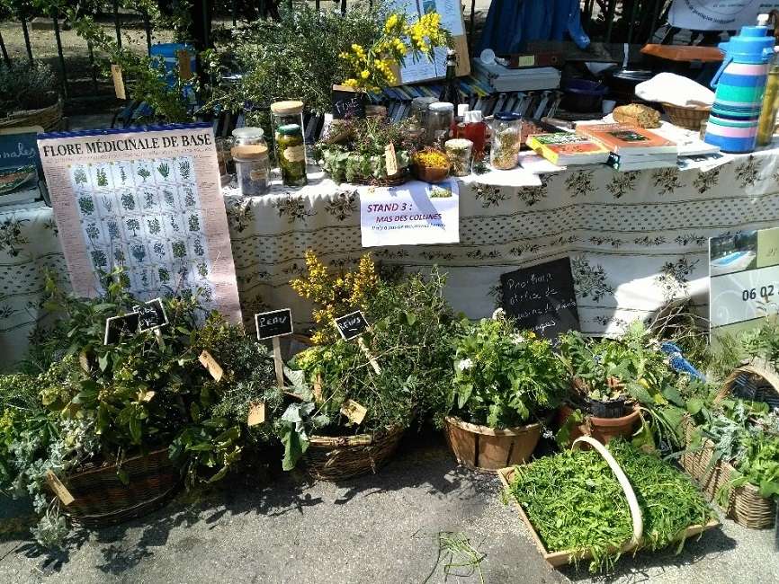 Balades botaniques & Ateliers fleurs et plantes sauvages