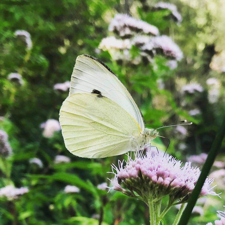 Visite guidée du Jardin à Papillons