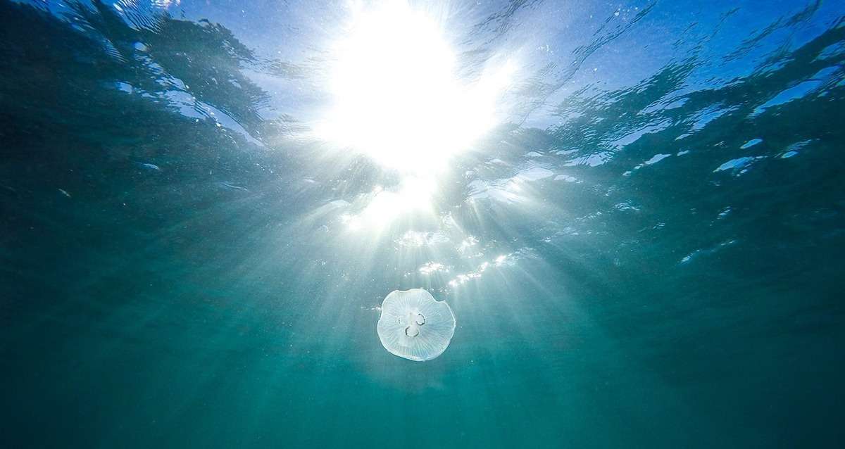 Sugiton, Sormiou, Morgiou...Des mÃ©duses signalÃ©es ce dimanche sur de nombreuses plages Ã  Marseille