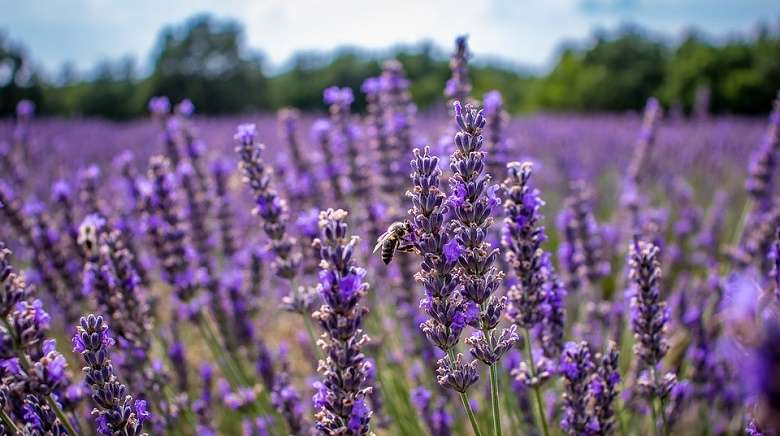 Les festivités de l'été à Pélissanne