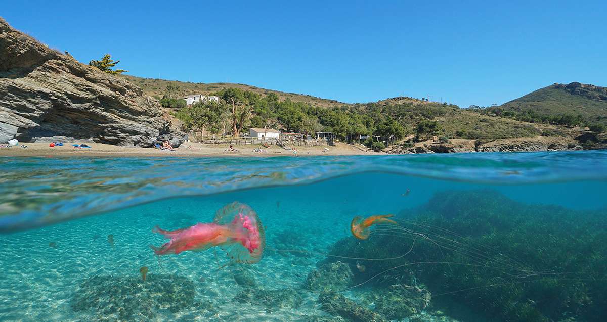 Méduses: Les plages touchées ce weekend dans le Var et les Bouches du Rhône