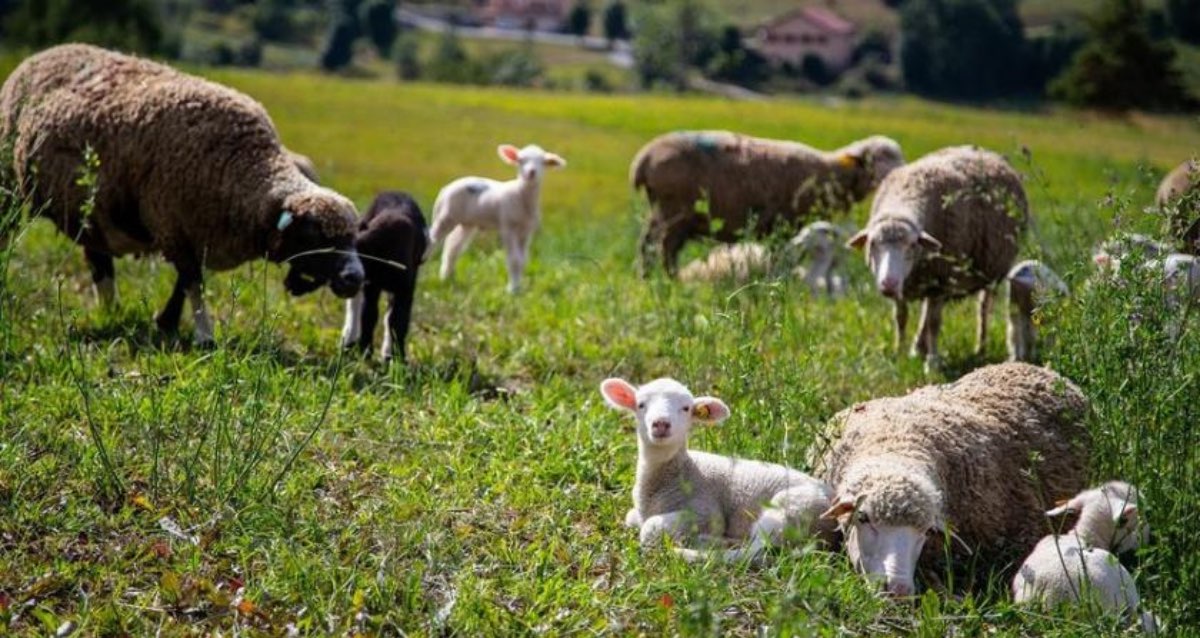 5eme édion du festival ZenAgritude dans le massif du Dévoluy du 22 au 26 août